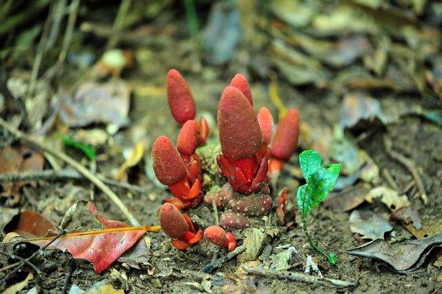 拼音gě xùn别名葛乳,葛花菜(《纲目》),葛菌,红血莲(《四川中药志》