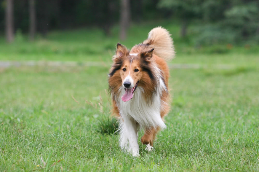 蘇格蘭牧羊犬圖片