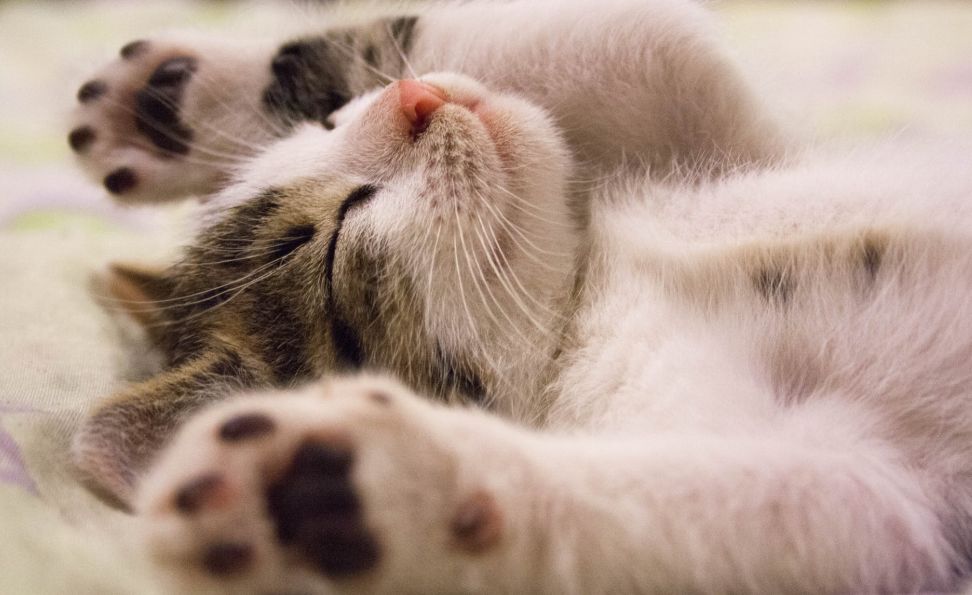 全美最缺觉Top 100大学榜单！前50高校集体“不让学生睡饱”