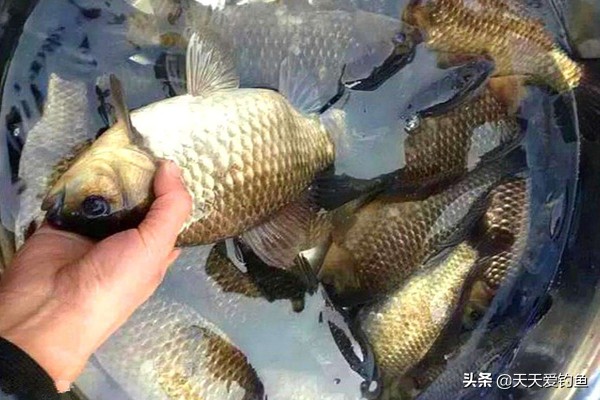釣鯽魚餌料配方（五款自制餌料配方，鯽魚瘋狂著迷，雜魚不沾，盛夏野釣大板鯽必備）