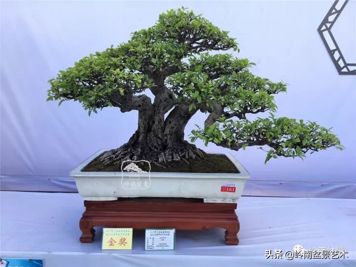 榕樹盆景圖片,榕樹盆景圖片大全欣賞