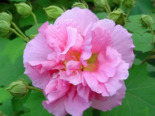 各种花的寓意及花语（100种花的花语大全）