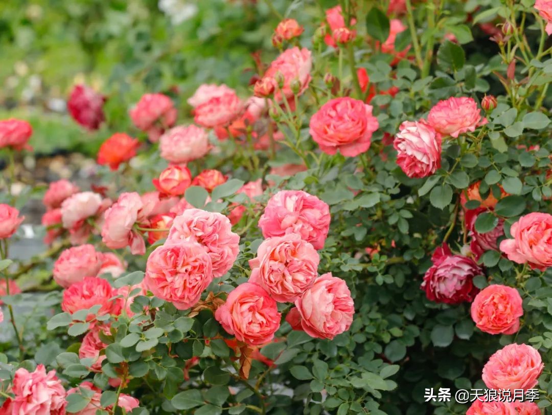 天狼说月季两广推荐品种（3步快速打造月季花墙）