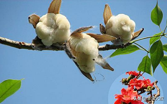 发财树,美人树,见识一下木棉科植物兄弟,农村老家可否种一些?