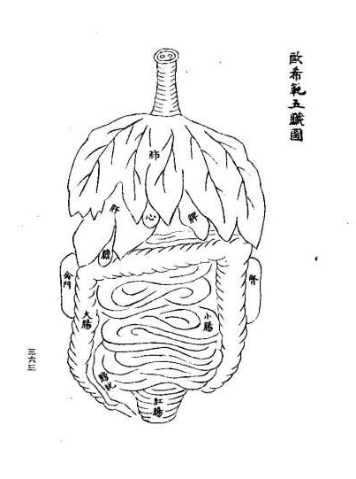 人体解剖图上腹和下腹的位置图(人体解剖图谱《存真图》诞生记（上）)