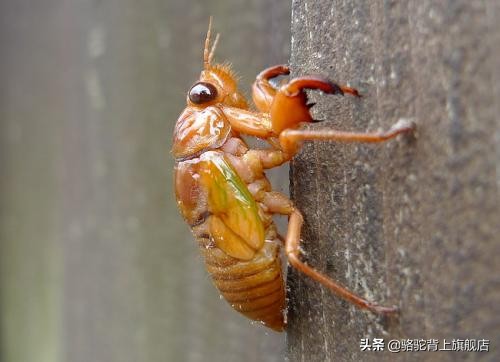 记录乡愁系列（八）蝉鸣时节，怀念摸知了猴的那些岁月