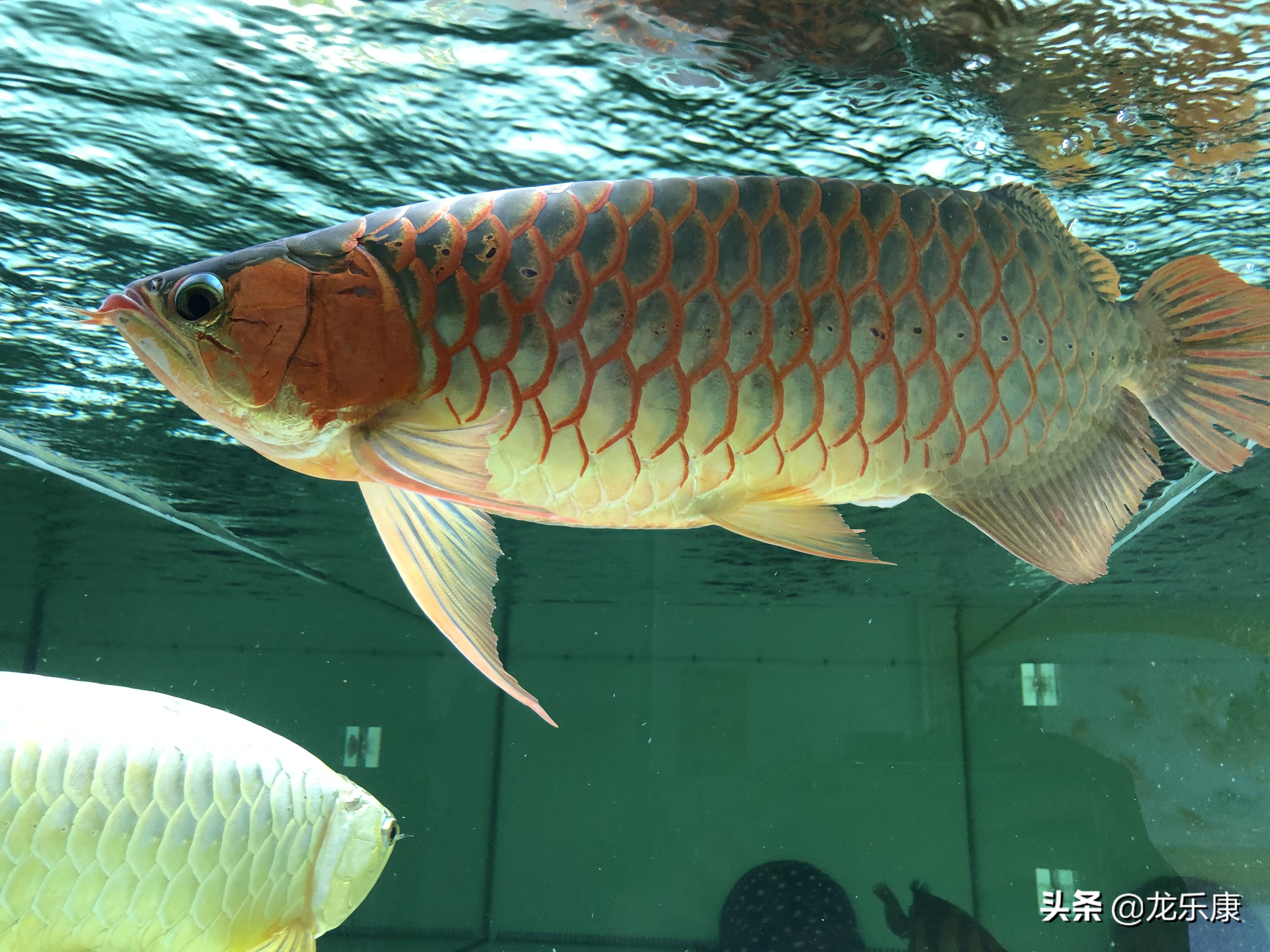 龙鱼拒食在龙鱼饲养的过程中很常见,诱因也多种多