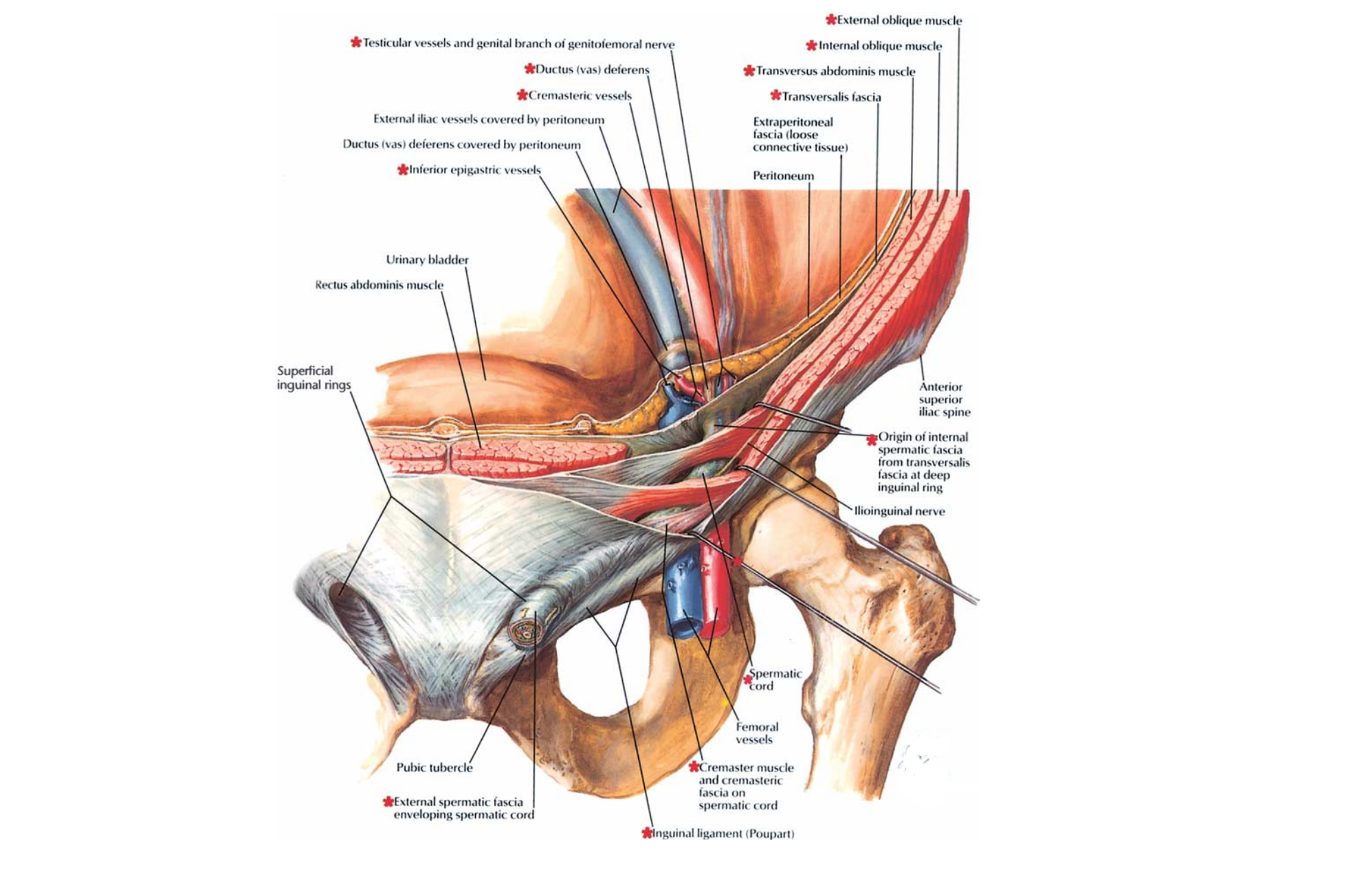 髋关节有积液了咋办？医生：千万不能一消了事！