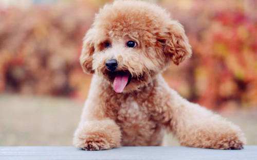 狗狗不断呕吐却只是干呕？可能是狗狗胃酸倒流了。主人该如何应对