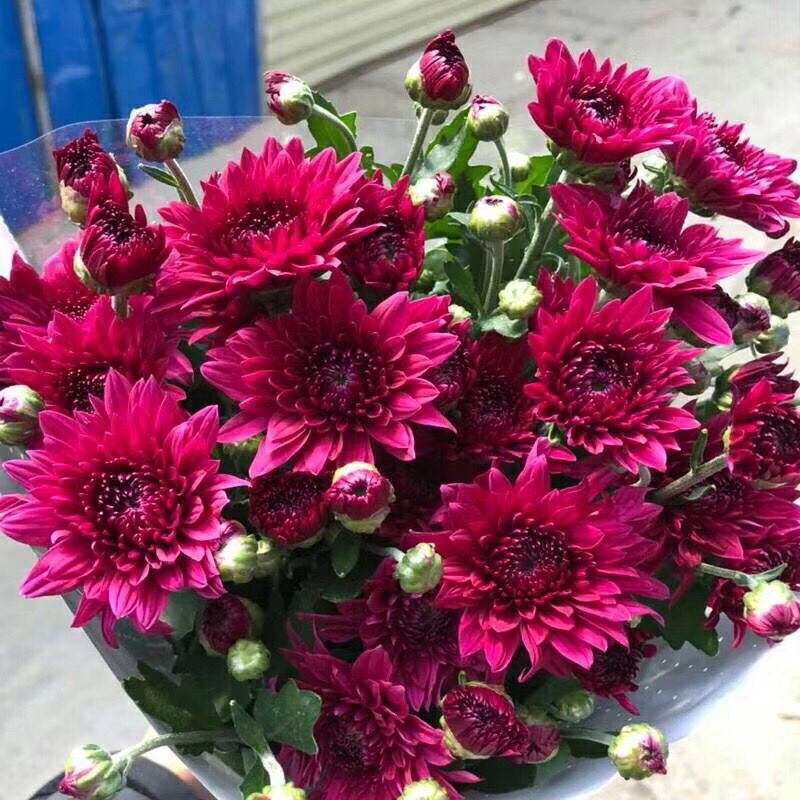 小雏菊花期（小雏菊花期较长养护得当可更长）