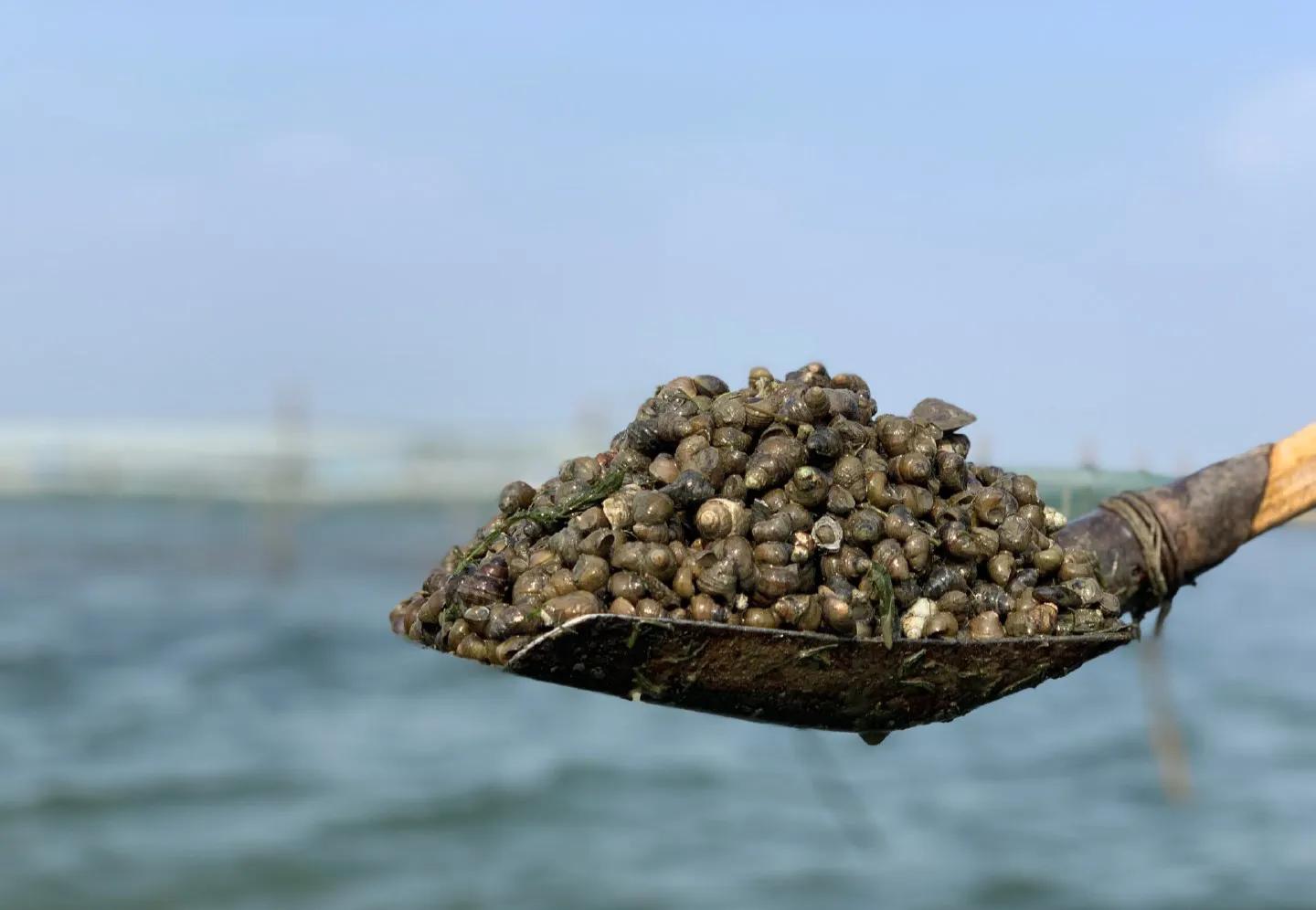 辟谣：小龙虾养殖一亩田投放300到500斤螺蛳？纯理论害死人