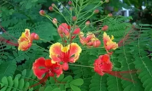 广州市市花是什么（全国56个城市的市花介绍）