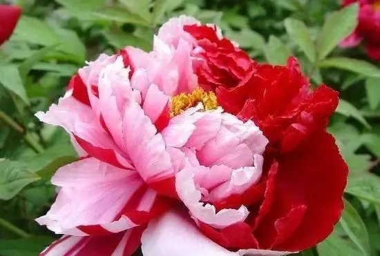 100种名贵牡丹鉴赏 绘画好素材（报花名）
