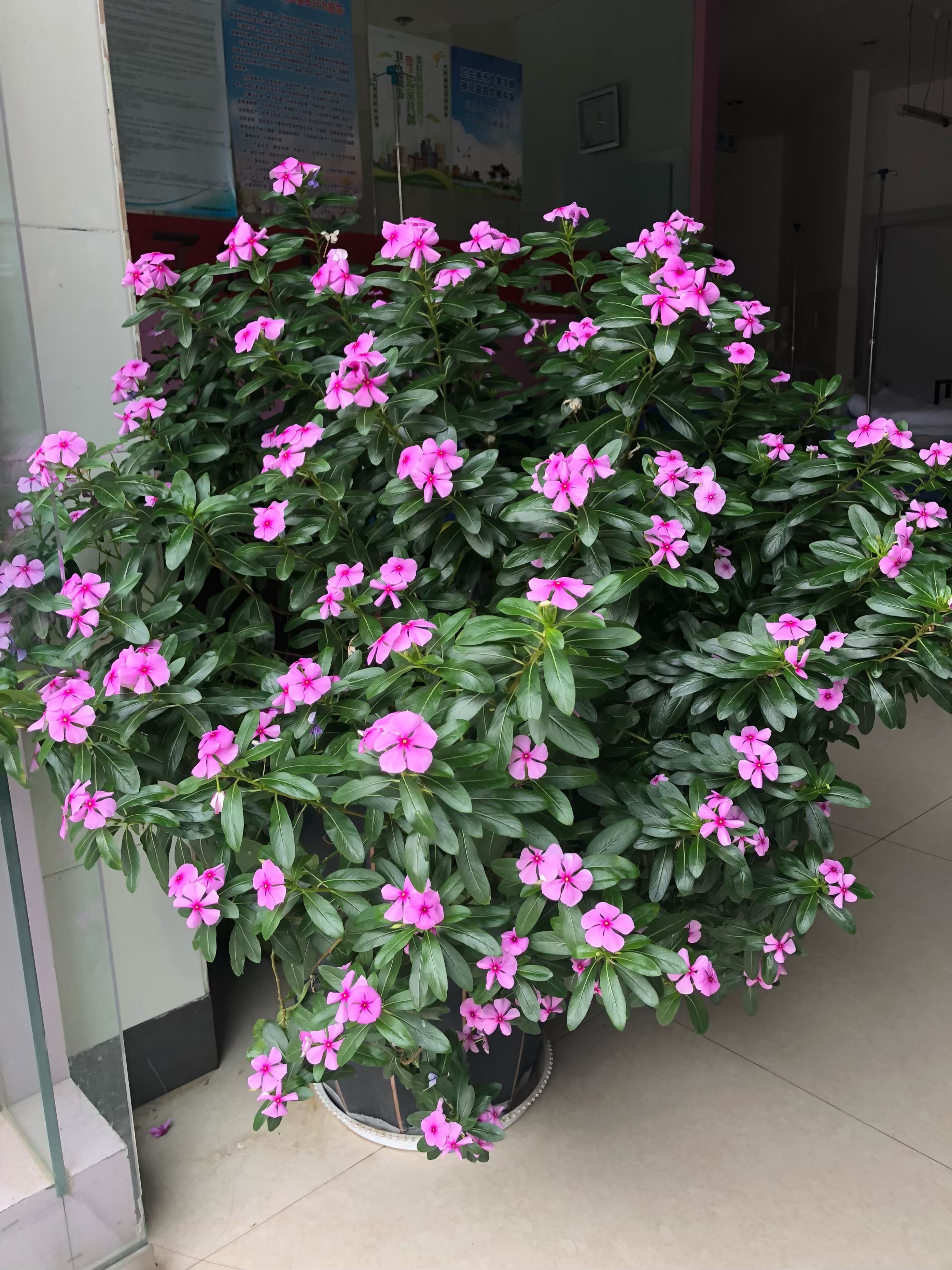 四季梅(4种"省心花",漂亮又好养,一年养一盆,四季都开花)