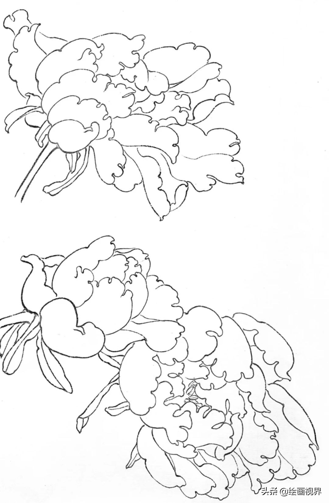 白描牡丹不会画?从线条到造型,图解示范教你画,保证你一学就会