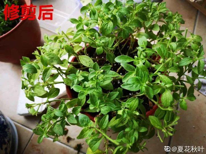 10种花就得贱养，盆越小、水越少，反而长的飞快