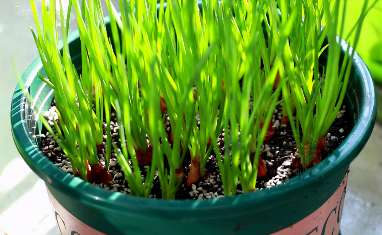 盆栽小葱出苗后直接采收就错了,多做2步,根系旺盛小葱又粗又壮