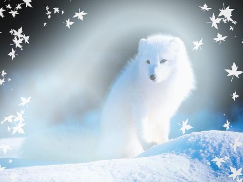 人狐情|始于图腾,终于妖精,传统文化中狐的形象演变及内涵嬗变