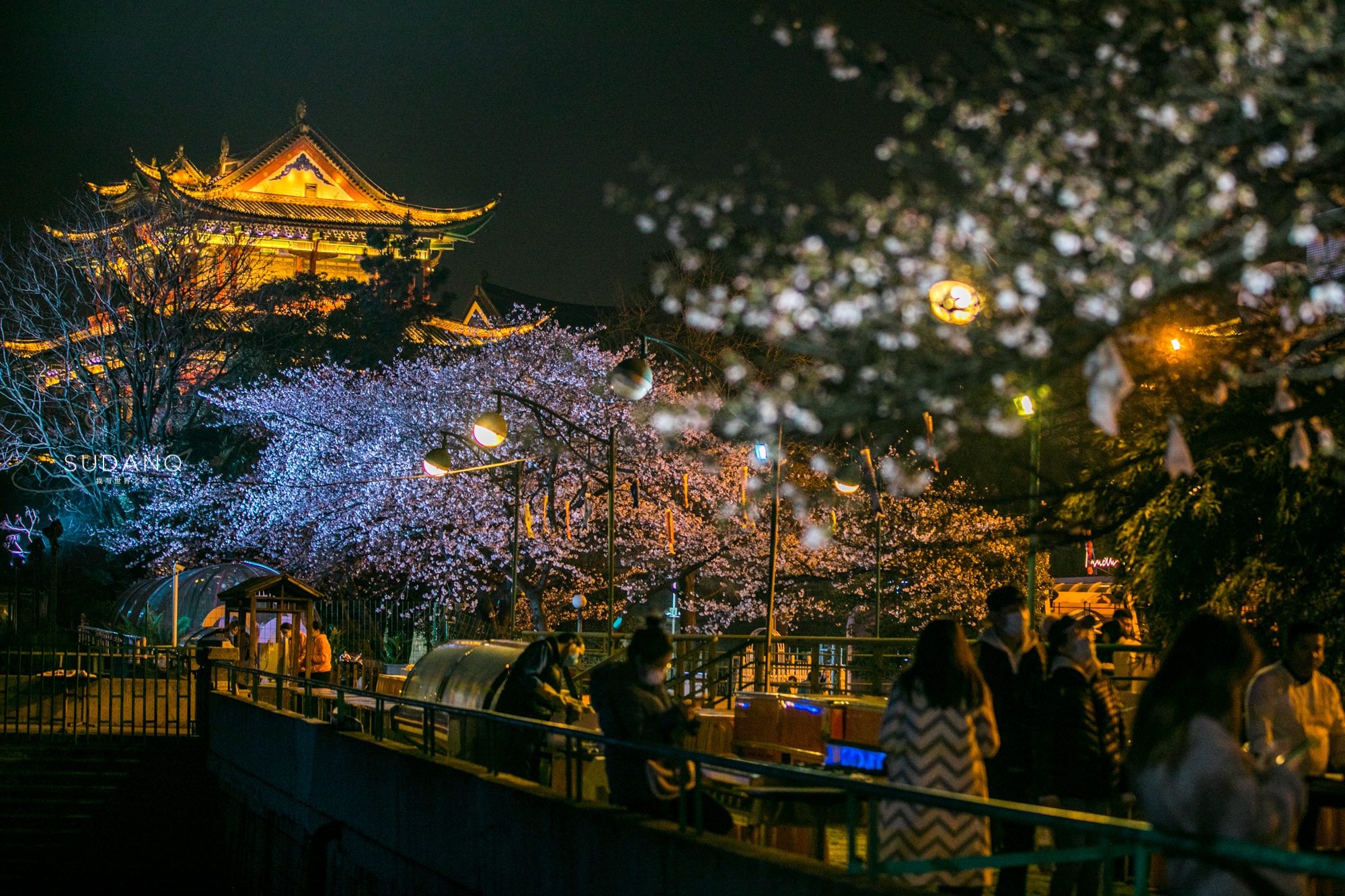 樱花配古建，晴川阁比黄鹤楼更唯美！武汉樱花之旅千万别错过这里