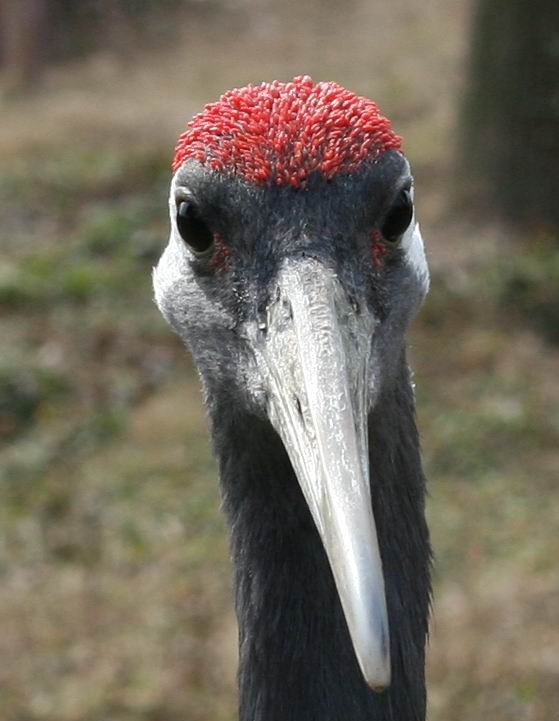 忠貞之鳥丹頂鶴：國家一級重點保護野生動物