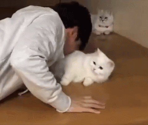 猫咪为啥总是喵喵叫讨食？明明碗里还有粮