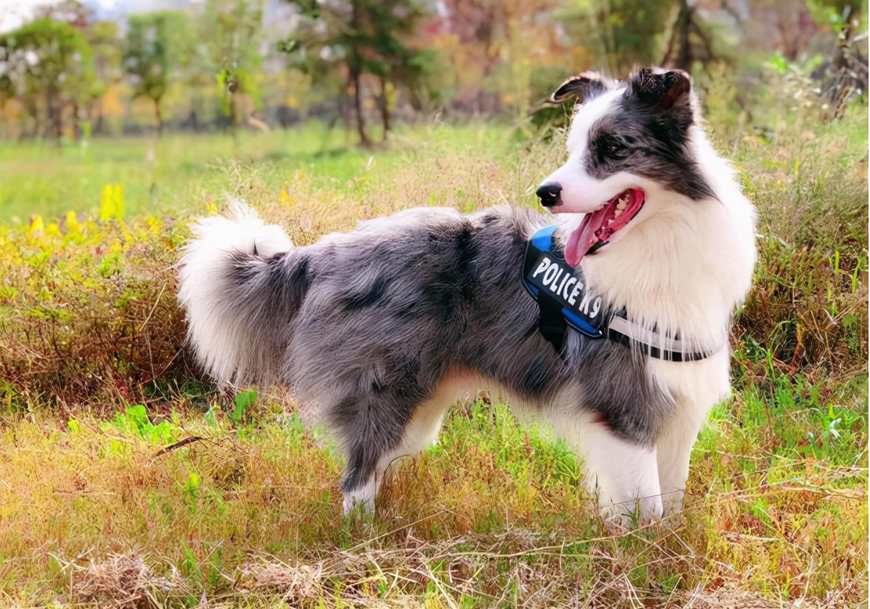 陨石边境牧羊犬价格