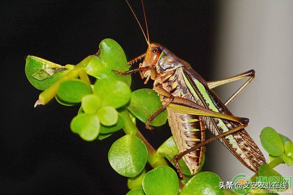 蚂蚱吃什么（主要以植物叶片喂食，喜食甘薯空心菜）