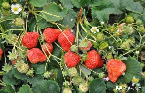 草莓的种植方法和技术（草莓零基础种植方法）-第7张图片