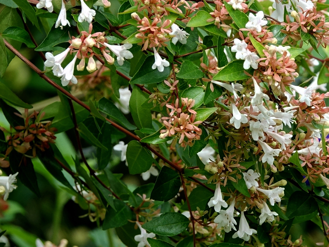传说中的降龙木传说中的降龙木是什么树