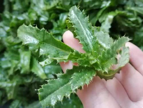 在农村有一种叫刺蓟草,它有哪些功效和作用呢?大家见过吗?