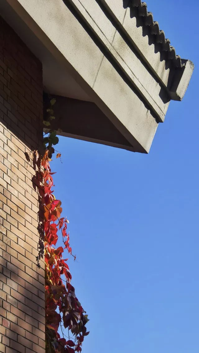 你的理想大学，终于被做成了手机壁纸