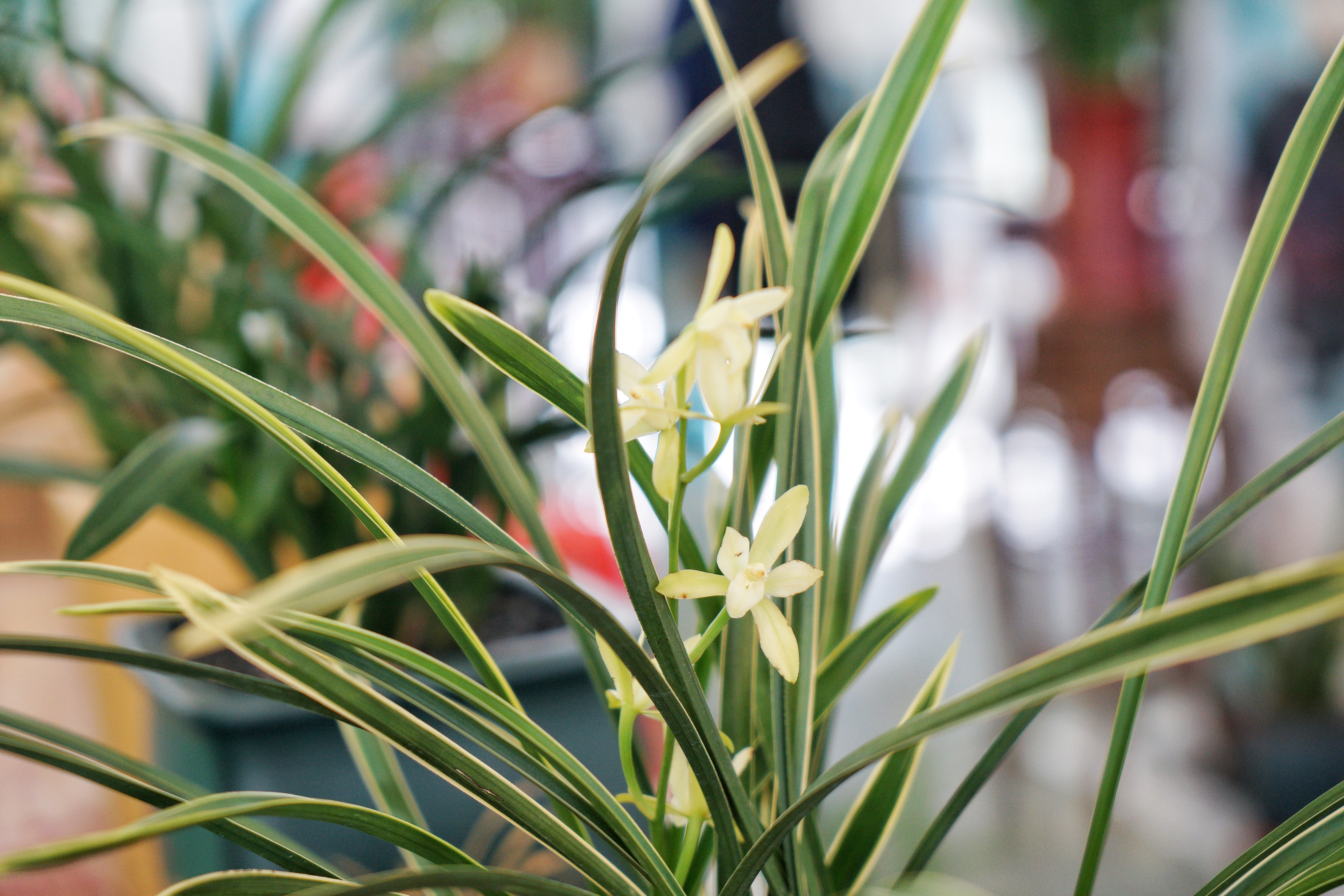 9月末 2021广东翁源"兰韵翁源·兰得有你"系列活动在翁源县中国兰花