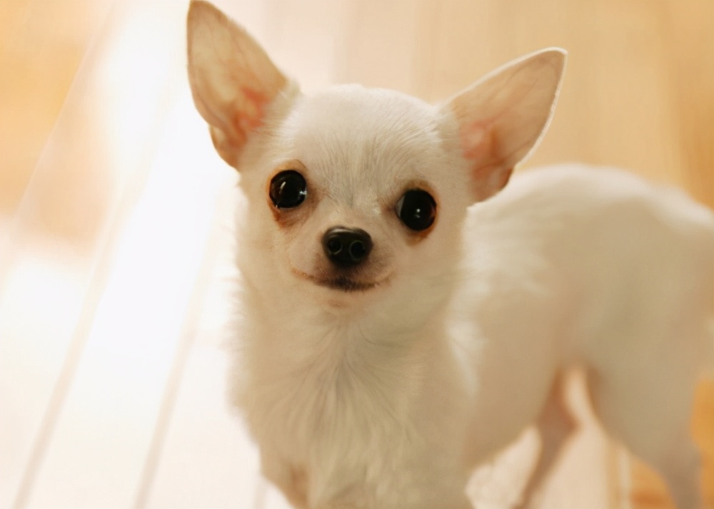 呆萌可爱的吉娃娃没人养?细数吉娃娃的几大缺点