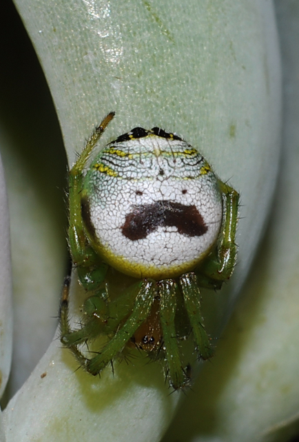 人脸蜘蛛,人面蛛百变大侦探凶手是谁
