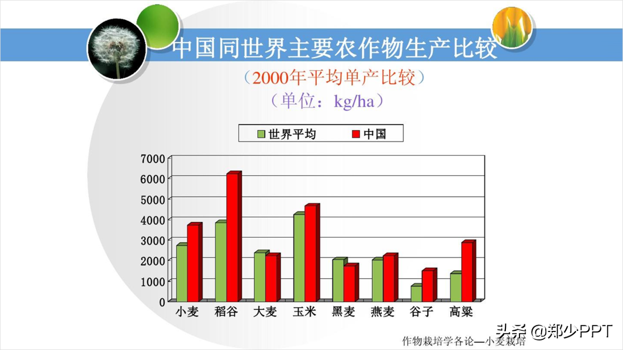 用了2个小时，设计了一份农作物栽培PPT，同事说效果很赞