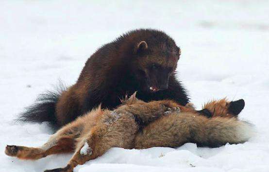 蜜獾打得过狼獾和袋獾吗为什么獾类家族个个不好惹奇趣自然