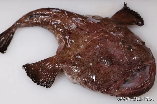 来自深海的“渔夫”：鮟鱇鱼虽丑但钓技高，"软饭"吃的天经地义