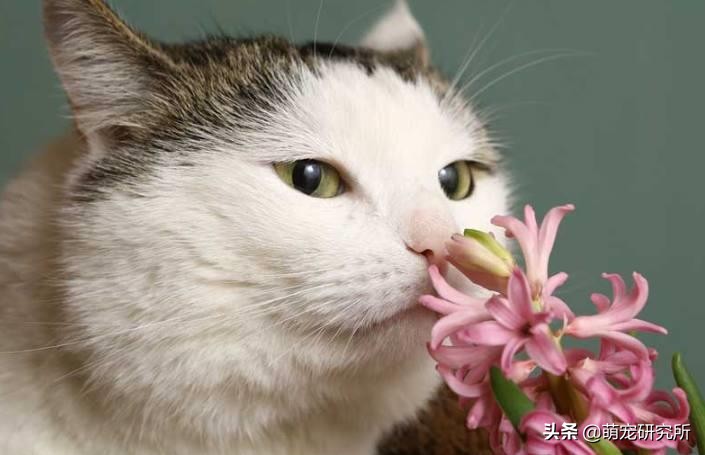 一定要让猫咪远离这几样东西，否则后果不堪设想