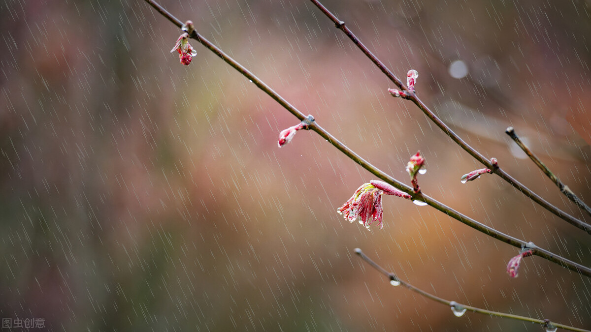 关于雨的图片 唯美图片