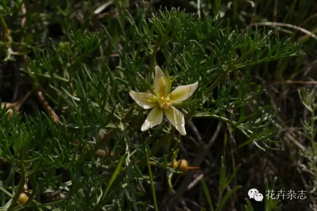 中国野花观花地点推荐