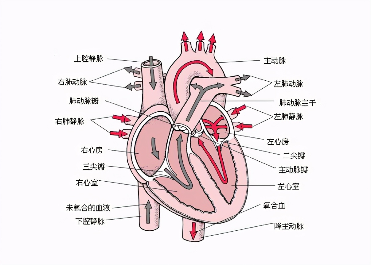 普通人怎么看心电图？医生说：把图上的线条和心脏的跳动结合起来