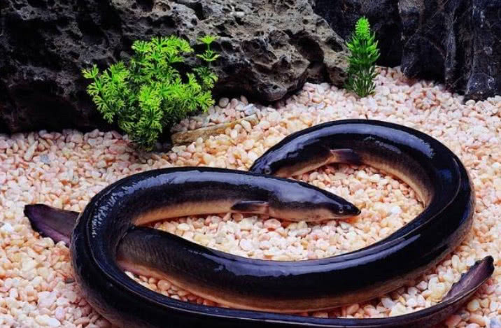 花鳗鲡属于鳗鲡目,鳗鲡科,在长江下游和少数江河都有分布,也是一种