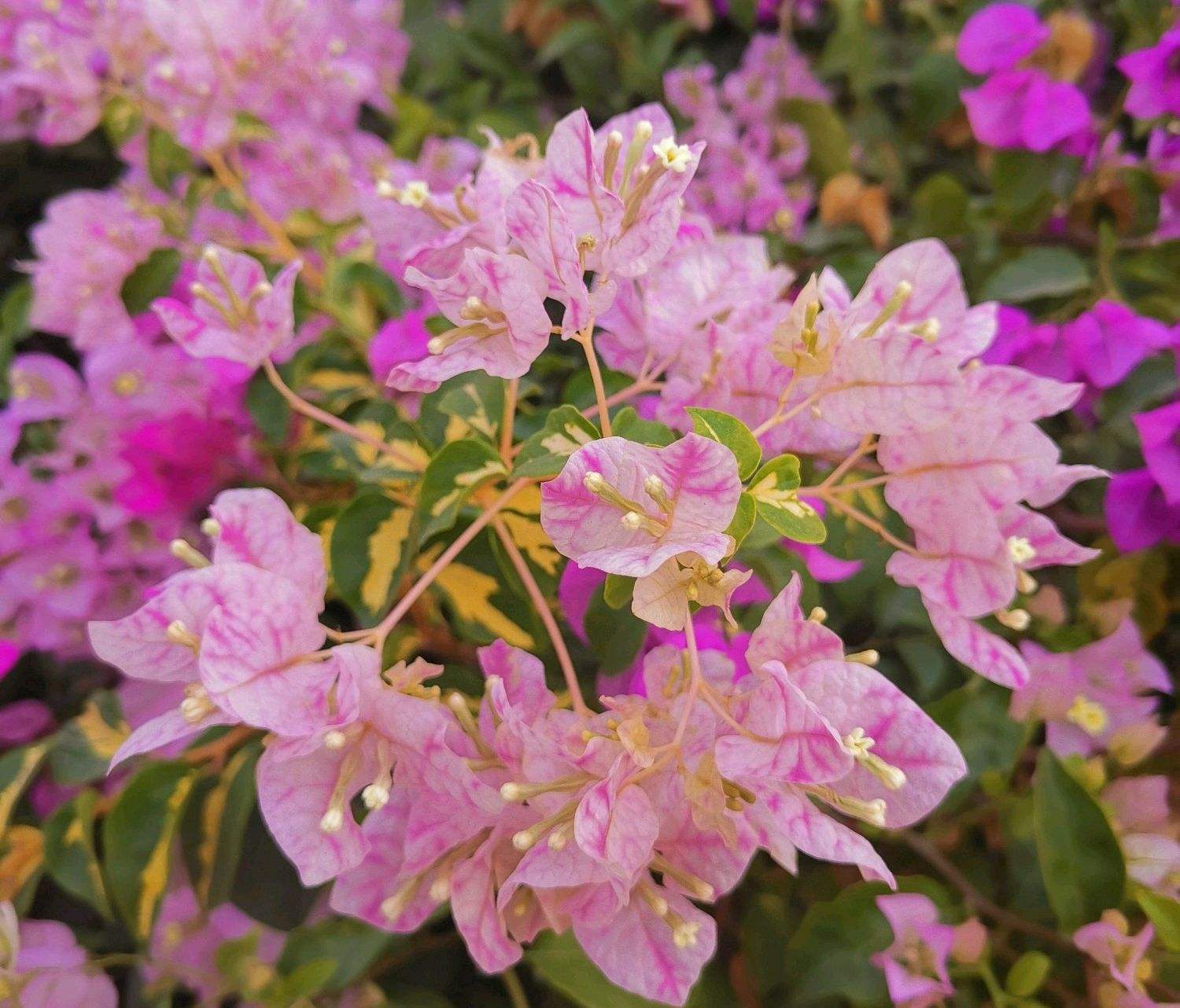 三角梅的样子(45种三角梅品种,红,橙,黄,绿,白,紫,每一种都很好看!