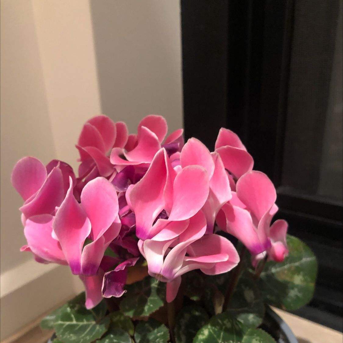 花草的图片大全（100种常见花图鉴一览表）