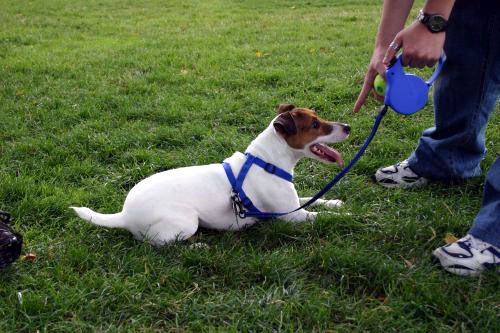 狗狗聪不聪明，就看这些，蠢狗根本装不出来