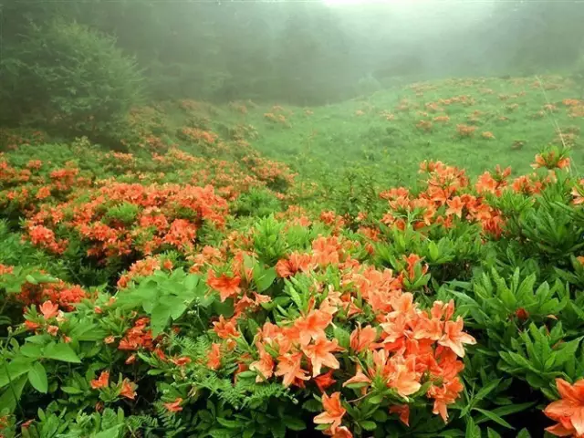 中国野花观花地点推荐