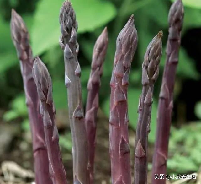 紫竹笋可食用吗（揭秘产自于美国的紫芦笋的营养价值）