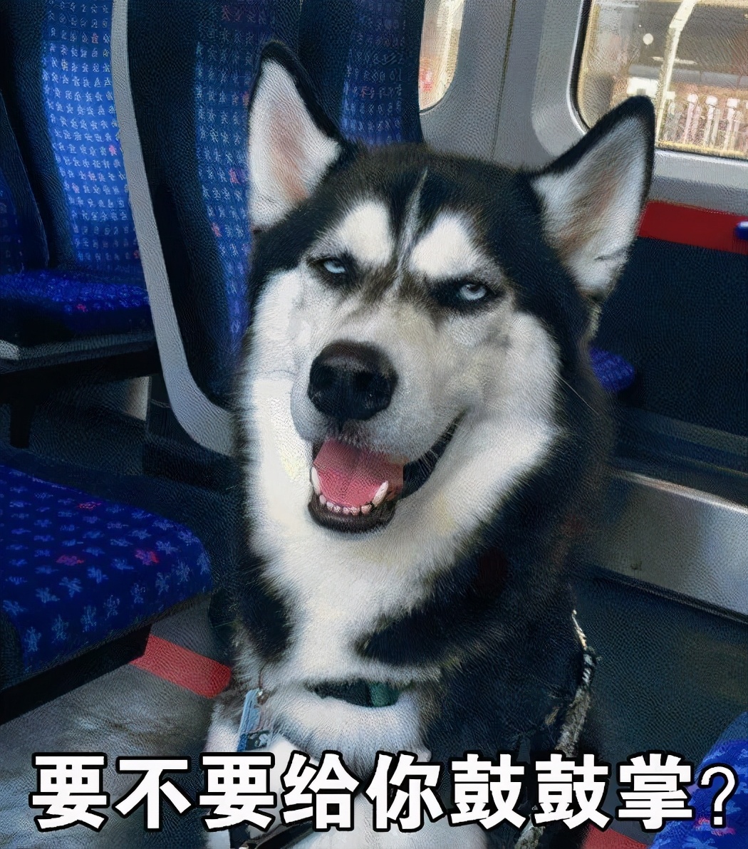 買什么狗好,買什么狗狗好養