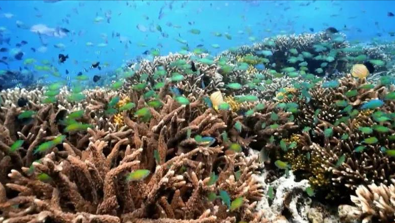 海洋碳汇与海洋经济生态化研究