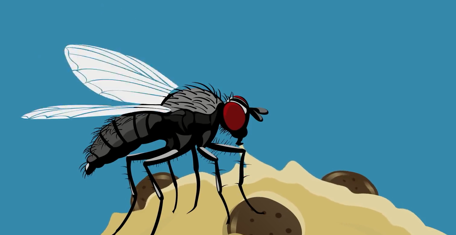 苍蝇是如何叮食的，被叮过食物该继续吃吗？